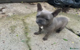 French Bulldog dogs for sale: Blue female frenchie  - Image 1