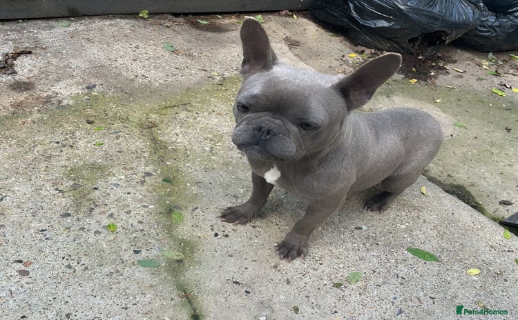 French Bulldog dogs - Advert 1