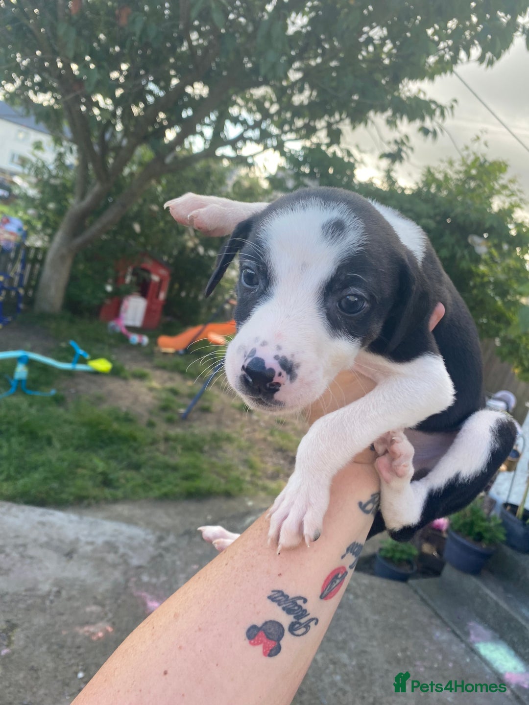 Lurcher dogs for sale: Eight gorgeous mix breed pups - Image 10