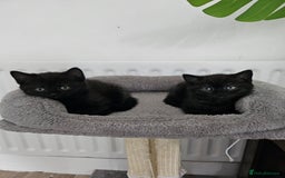British Shorthair cats for sale: Chocolate British shorthairs - Image 11