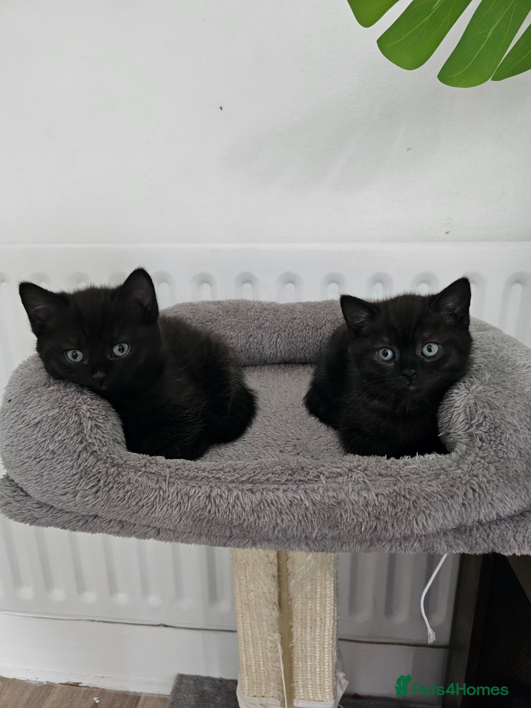 British Shorthair cats for sale: Chocolate British shorthairs - Image 11