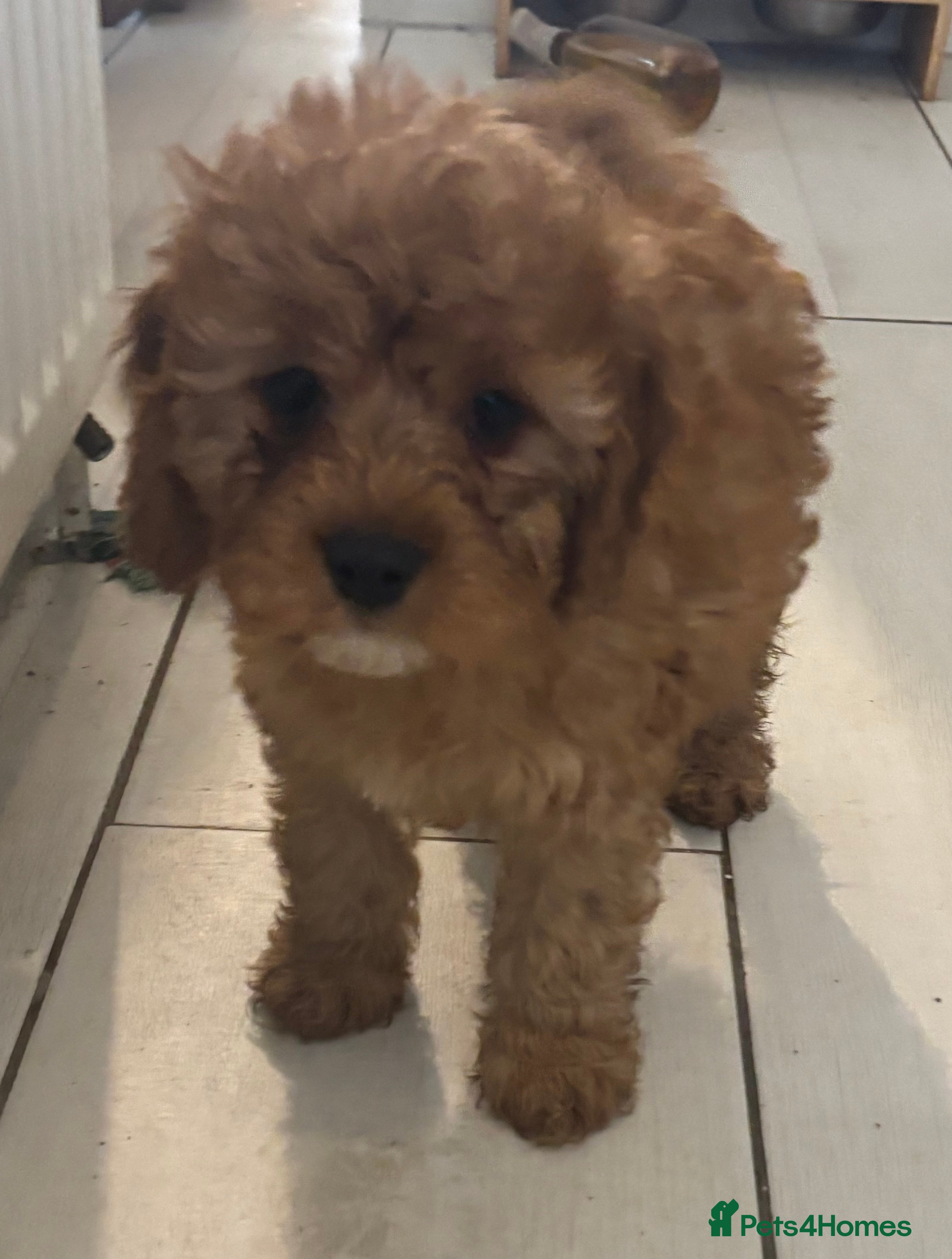 Cavapoo dogs Beautiful Cavapoo pups - Advert 1