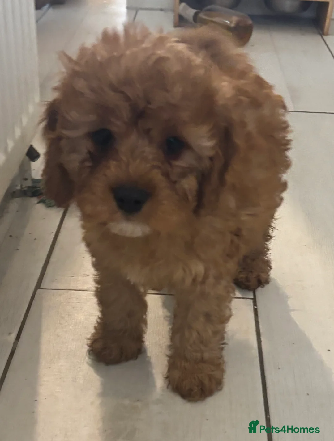 Cavapoo dogs for sale: Beautiful Cavapoo pups in London - Advert 1
