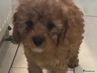 Cavapoo dogs Beautiful Cavapoo pups - Advert 8