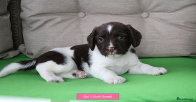 English Springer Spaniel dogs - Advert 2