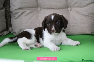 English Springer Spaniel dogs - Advert 2