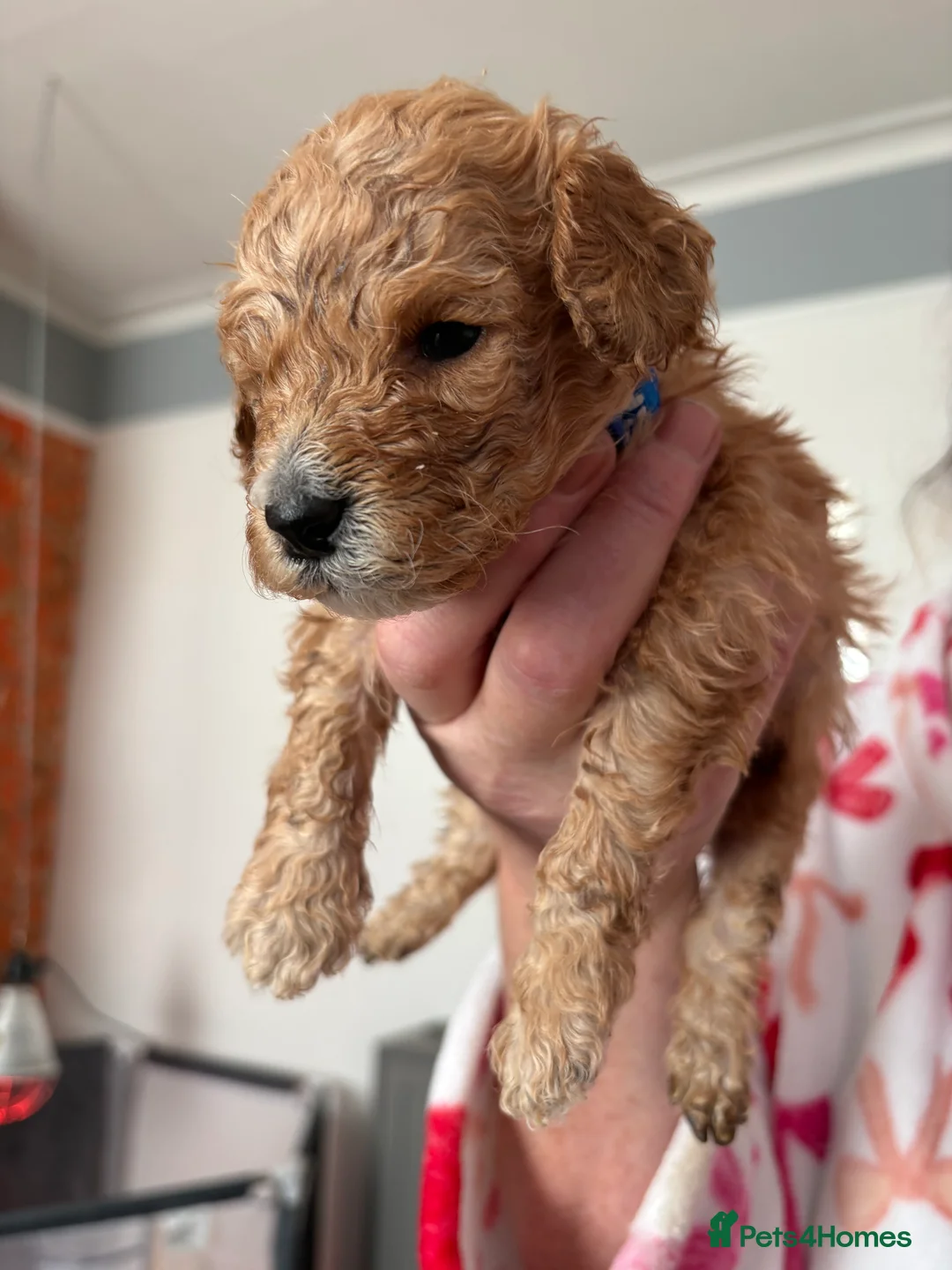 Cockapoo dogs for sale: Adorable Cockapoo puppies 🐶🐾 - Advert 4