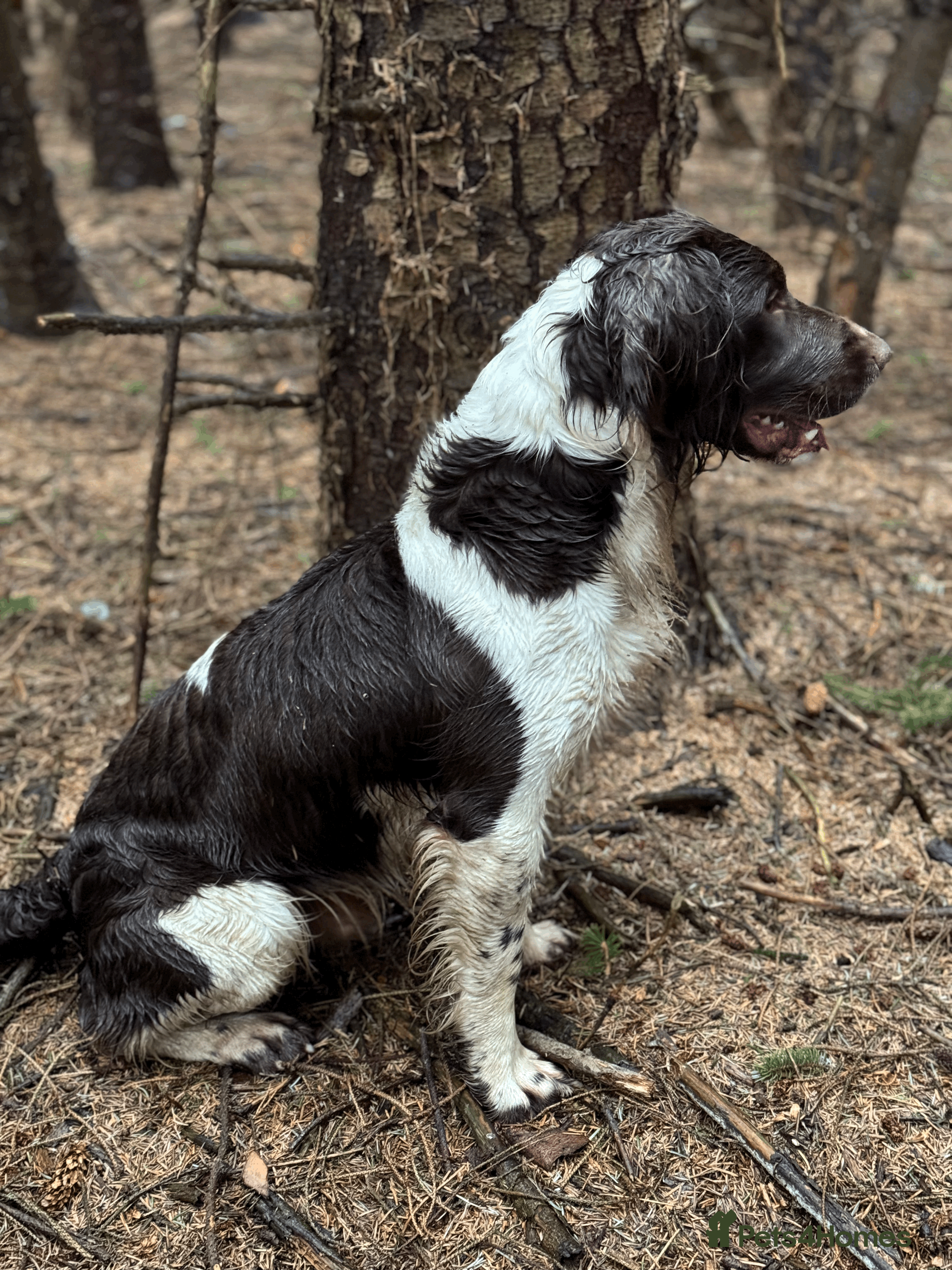 English Springer Spaniel dogs for stud: Heavily Marked Health Tested L/W Springer Stud - Advert 6
