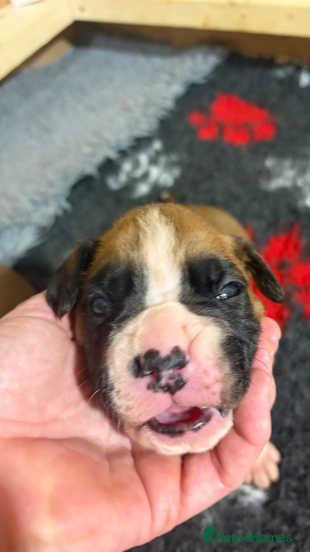 Boxer dogs for sale: Beautiful Boxer Puppies - Advert 11