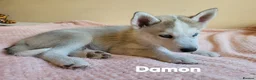Siberian Husky dogs for sale: 💙♥️ 7 puppies looking for forever home ♥️💙 in Newcastle - Advert 7