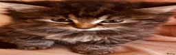 Mixed Breed cats for sale: Kittens for sale - Advert 7
