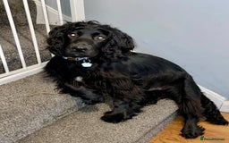 Mixed Breed dogs for sale: Border collie/Cocker Spaniel  - Image 25