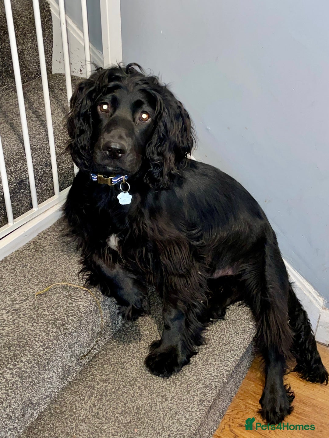 Mixed Breed dogs for sale: Border collie/Cocker Spaniel  - Image 25