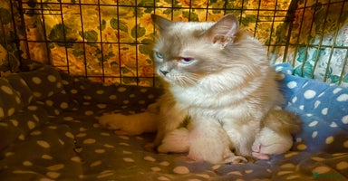 Ragdoll cats - Advert 6