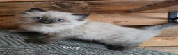 Ragdoll cats for sale: Stunning  full Ragdoll kitten ready to go  - Advert 2