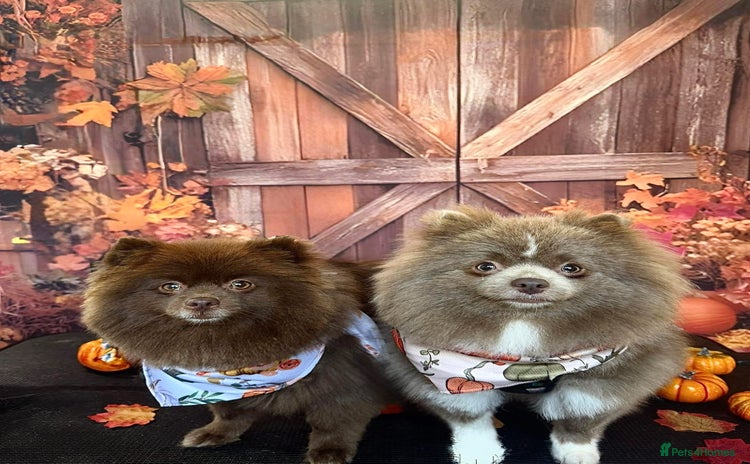 Pomeranian dogs - Advert 9