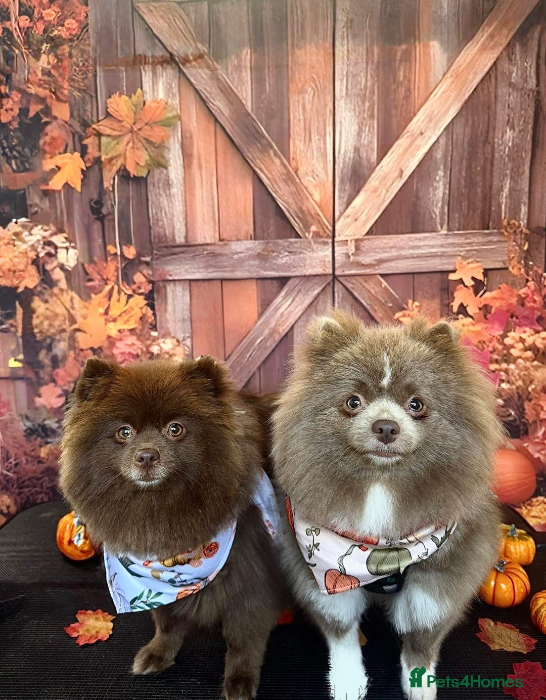Pomeranian dogs for sale: Male lilac Pom  - Image 1