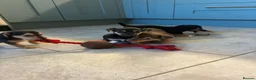 Jack Russell dogs for sale: Beautiful Black and Tan Jack Russell Puppies in Loughborough - Advert 10