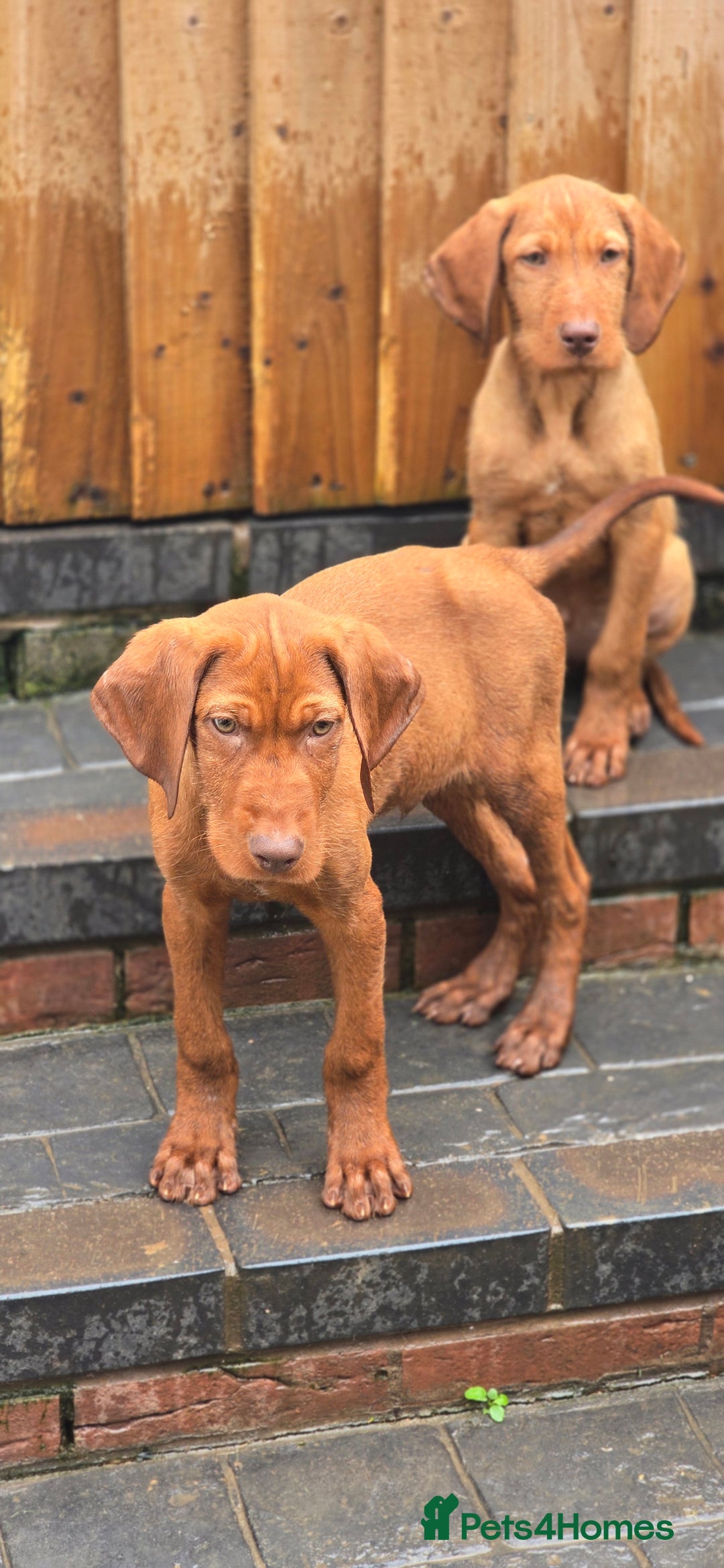Hungarian Vizsla dogs for sale: Champion Bred HWV Puppies - Advert 2