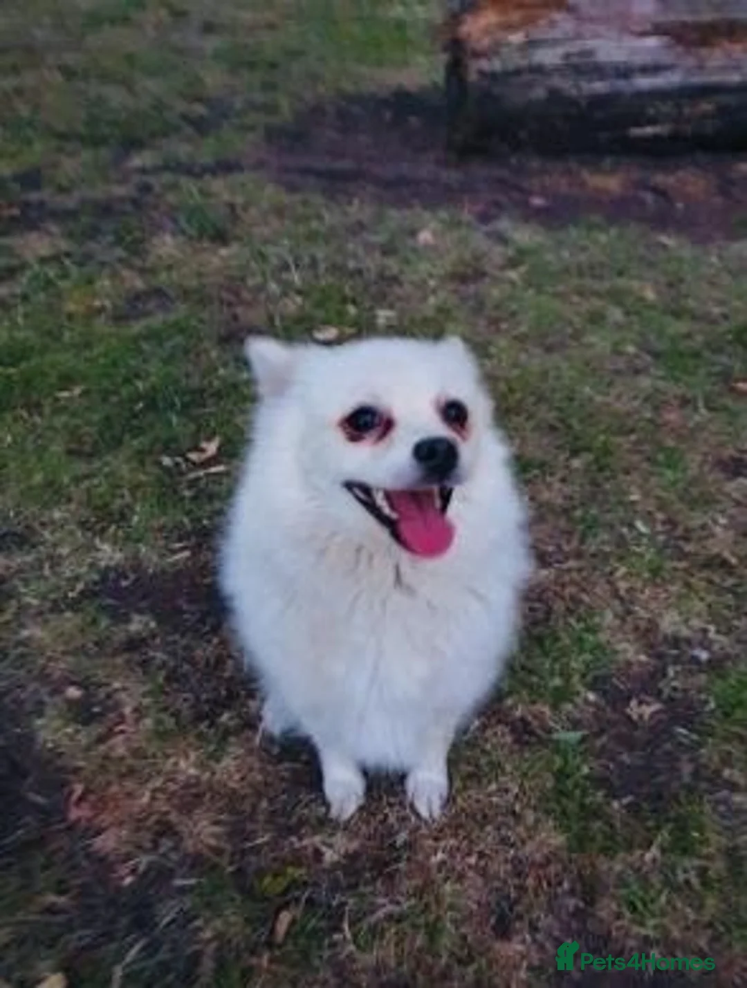 Pomeranian dogs for sale: very strong and efficient Pomeranian boy - Advert 2