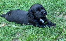 Cocker Spaniel dogs for sale: Cocker Spaniel Puppies looking for the best homes - Image 30