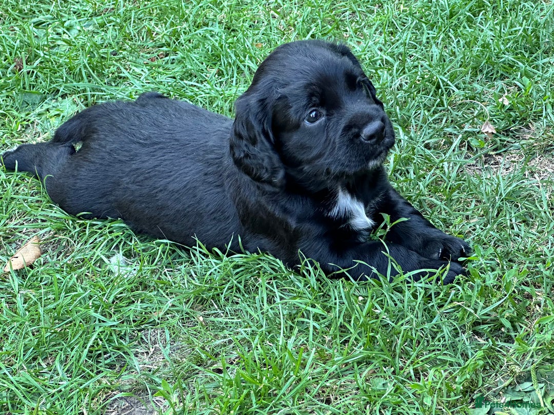 Cocker Spaniel dogs for sale: Cocker Spaniel Puppies looking for the best homes - Image 30