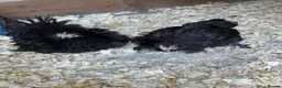 Chickens poultry for sale: Trio pekin bantams  - Advert 4