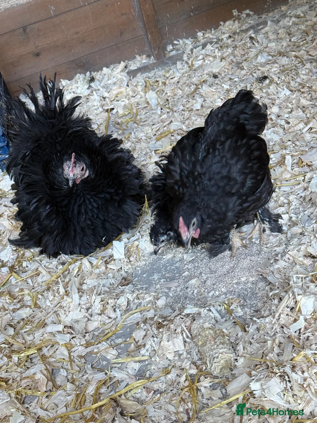 Chickens poultry for sale: Trio pekin bantams  - Advert 4