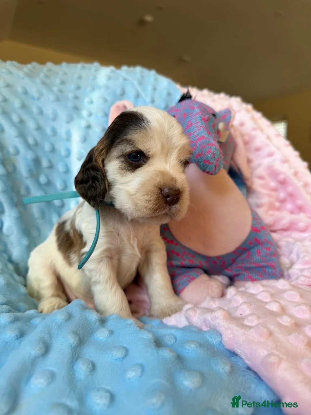 Cocker Spaniel dogs for sale: Beautiful DNA Tested Show Cocker Spaniels - Advert 2