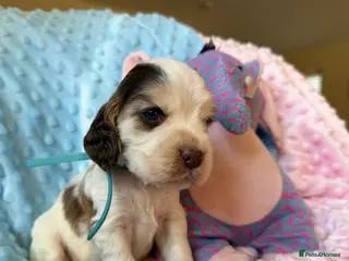 Cocker Spaniel dogs Beautiful DNA Tested Show Cocker Spaniels - Advert 1