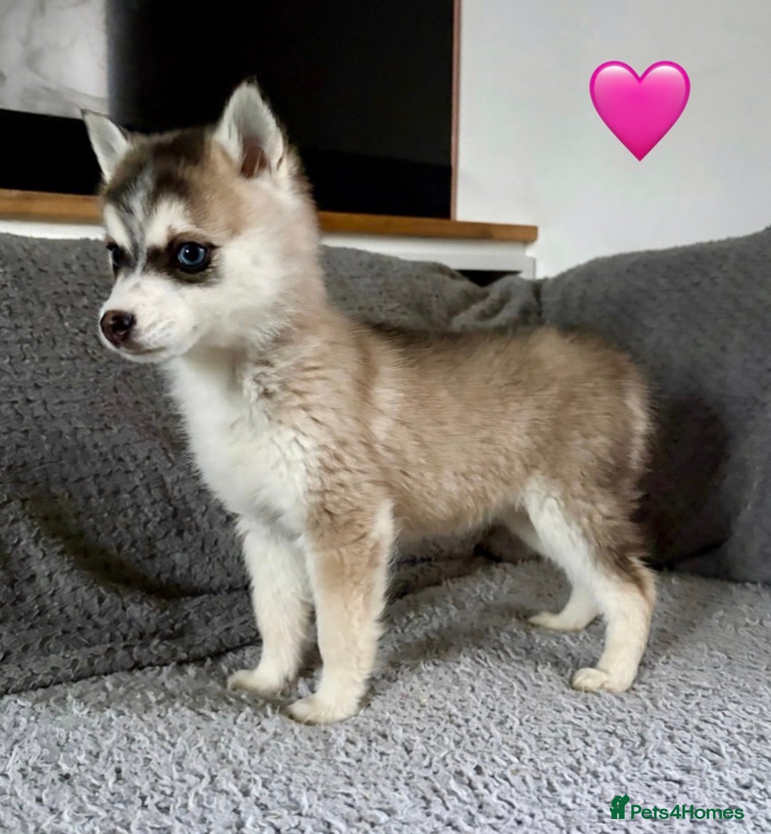 Pomsky dogs for sale: F3 pomsky puppies (Mini husky) - Advert 5