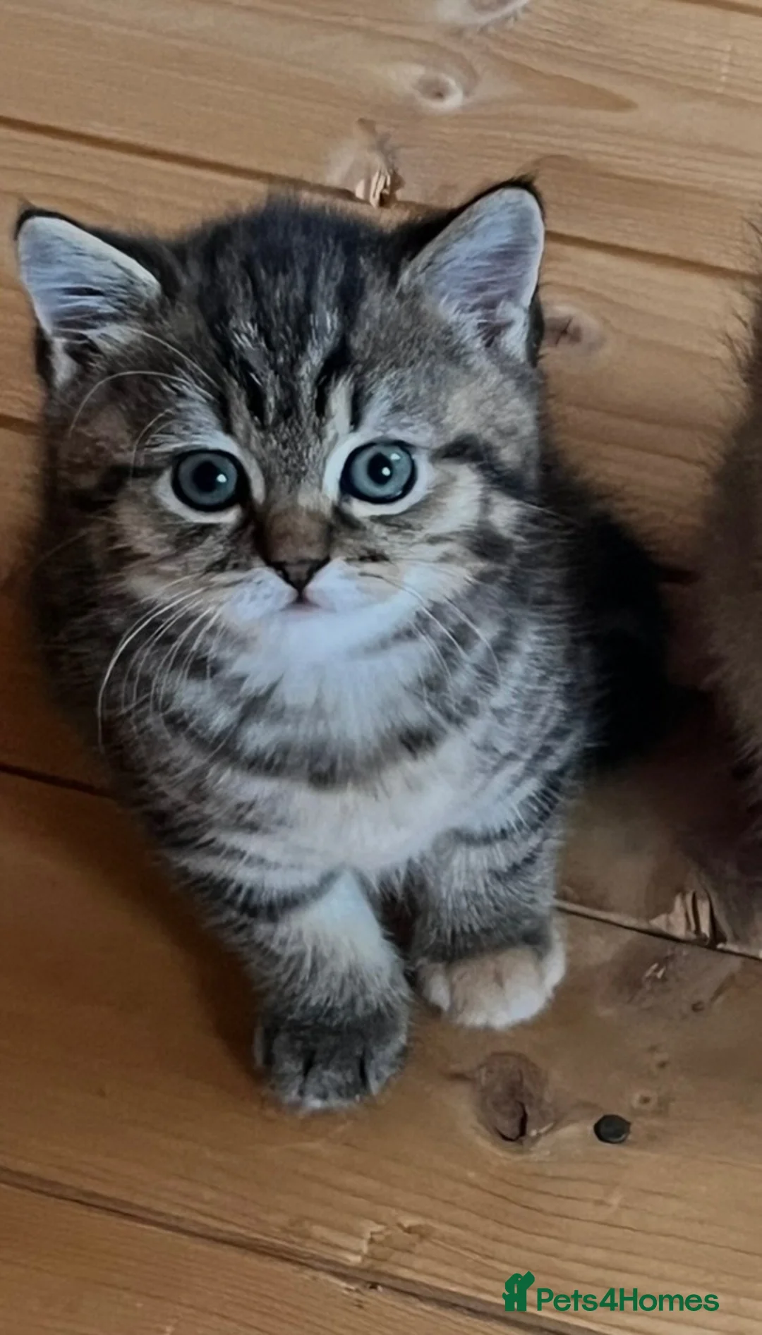 Mixed Breed cats for sale:  Beautiful Scottish Straight Cross Girl in Northampton - Advert 2