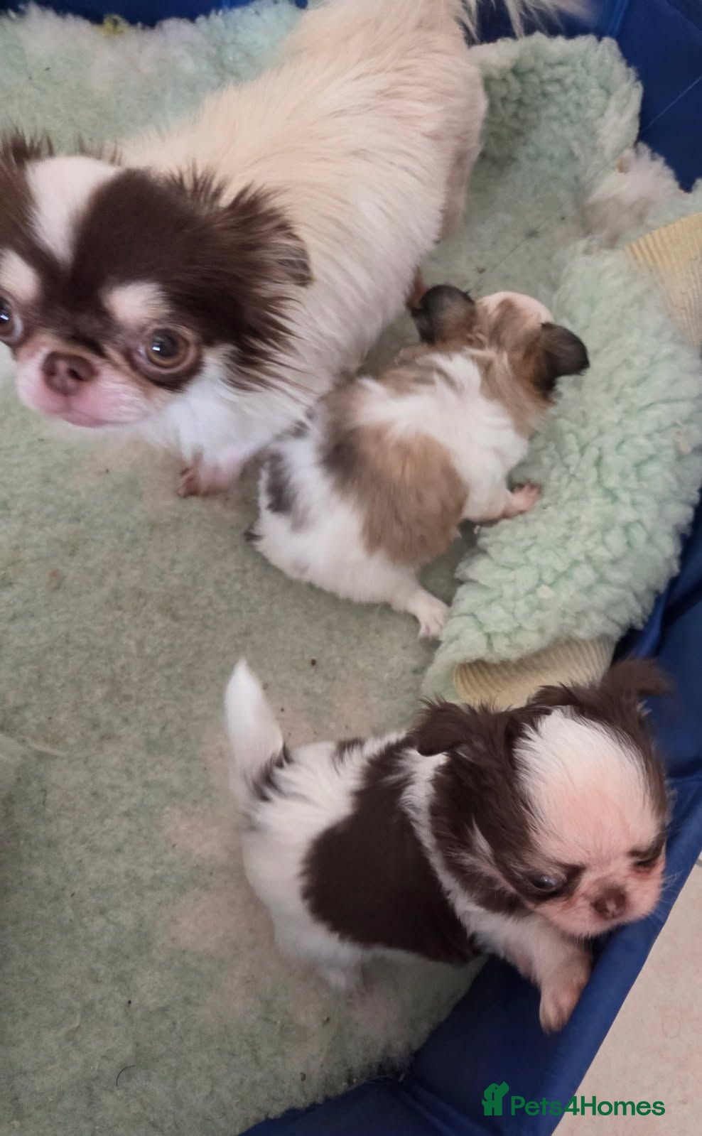 Chihuahua dogs Kcreg long coat boy - Advert 1