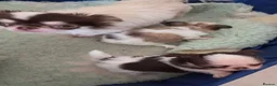 Chihuahua dogs for sale: Kcreg long coat boy - Advert 3