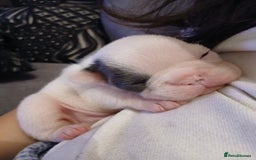 French Bulldog dogs for sale: Gorgeous french bulldog boys  - Image 2