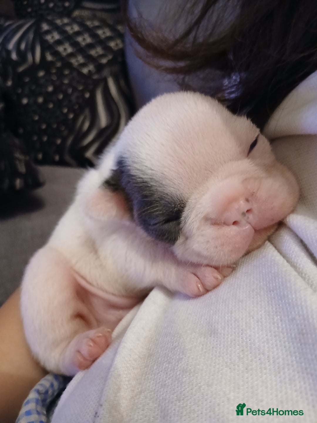 French Bulldog dogs for sale: Gorgeous french bulldog boys  - Image 2