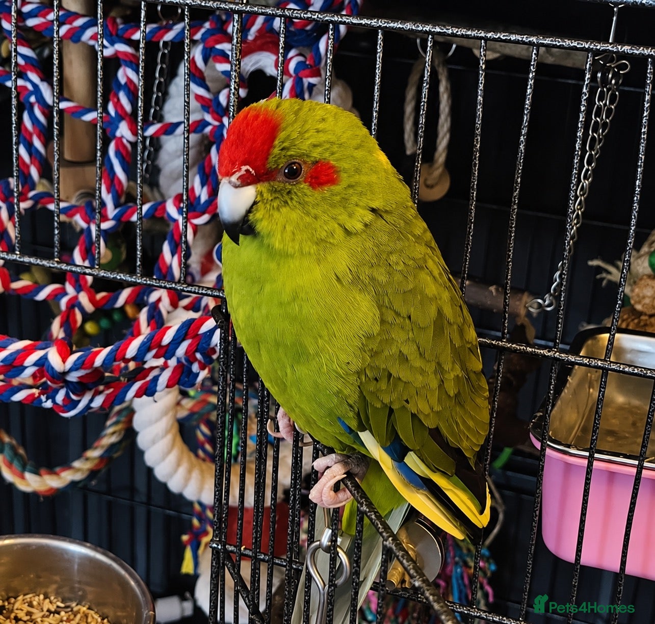 Parakeets birds Friendly bonded pair of M & F Kakariki parakeets - Advert 7