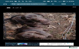 Labrador Retriever dogs for sale: 2 X chocolate Labrador boys - Advert 1