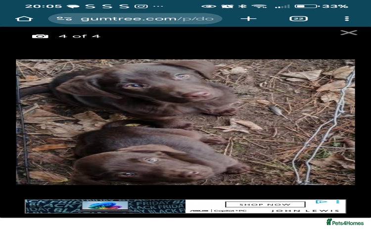 Labrador Retriever dogs 2 X chocolate Labrador boys - Advert 1