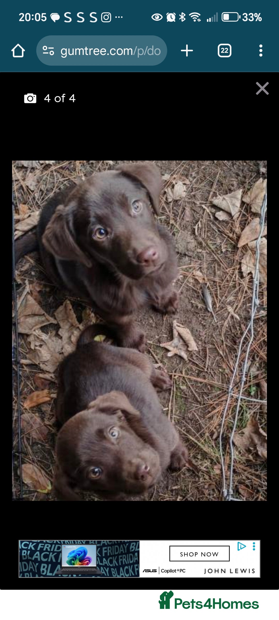 Labrador Retriever dogs for sale: 2 X chocolate Labrador boys - Advert 1