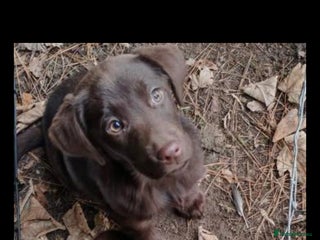 Labrador Retriever dogs 2 X chocolate Labrador boys - Advert 12