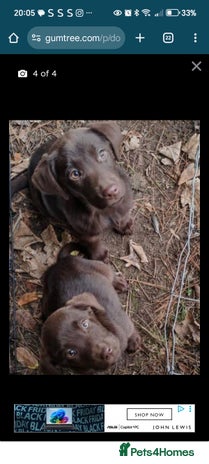 Labrador Retriever dogs 2 X chocolate Labrador boys - Advert 1