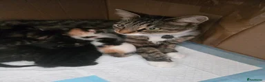 Mixed Breed 5