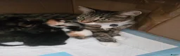 Mixed Breed cats for sale: Kitten - Advert 2