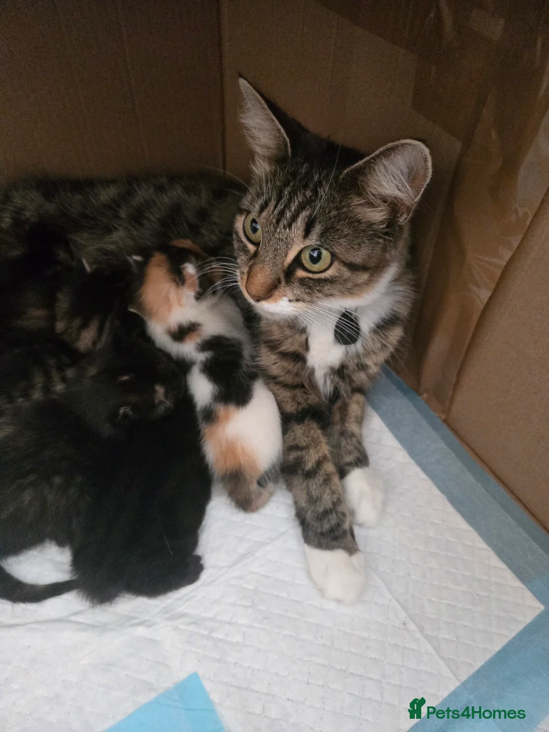 Mixed Breed cats for sale: Kitten - Advert 2