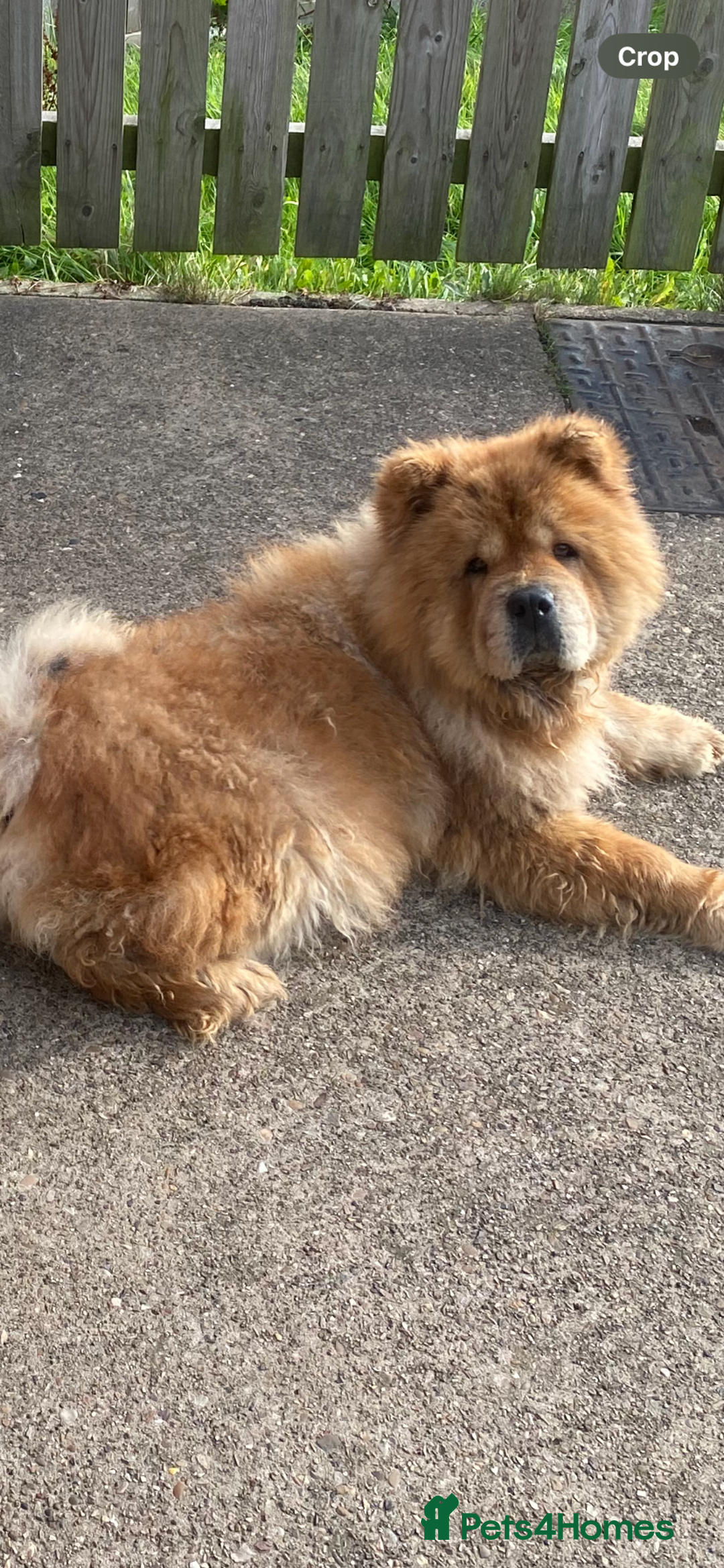 Chow Chow dogs for sale: Ruby  - Image 3