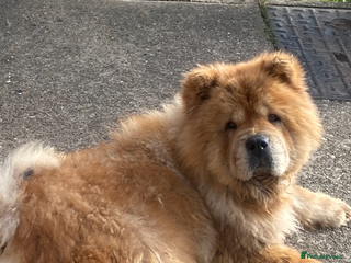 Chow Chow dogs Ruby Red Girl - Advert 15