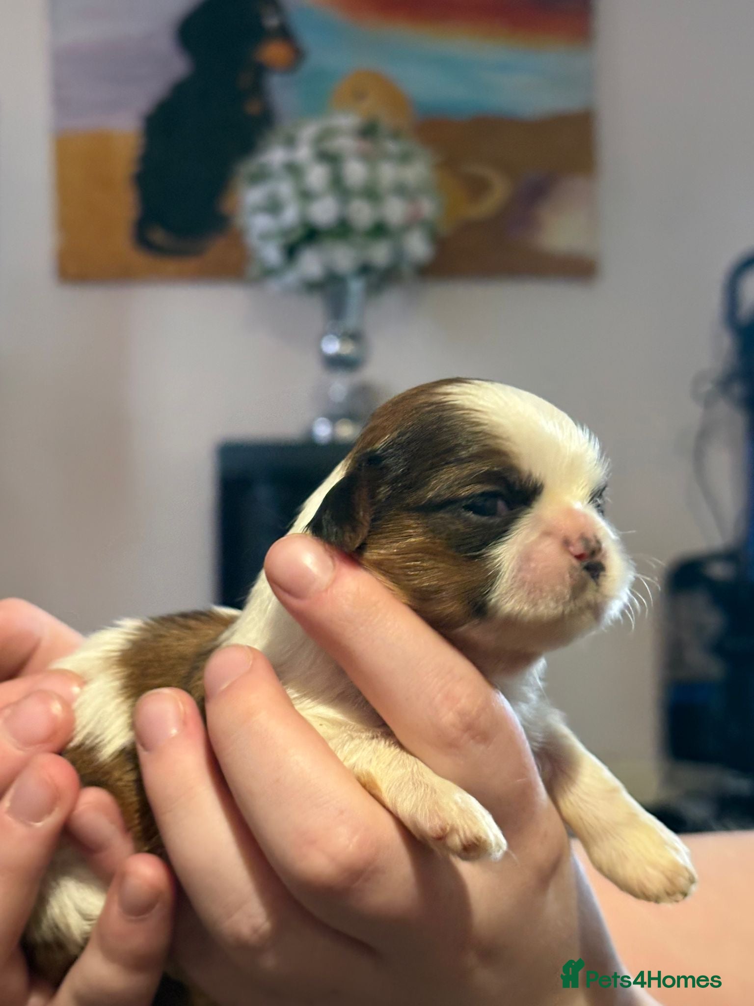 Shih Tzu dogs Standard Health Tested Kennel Club - Advert 2