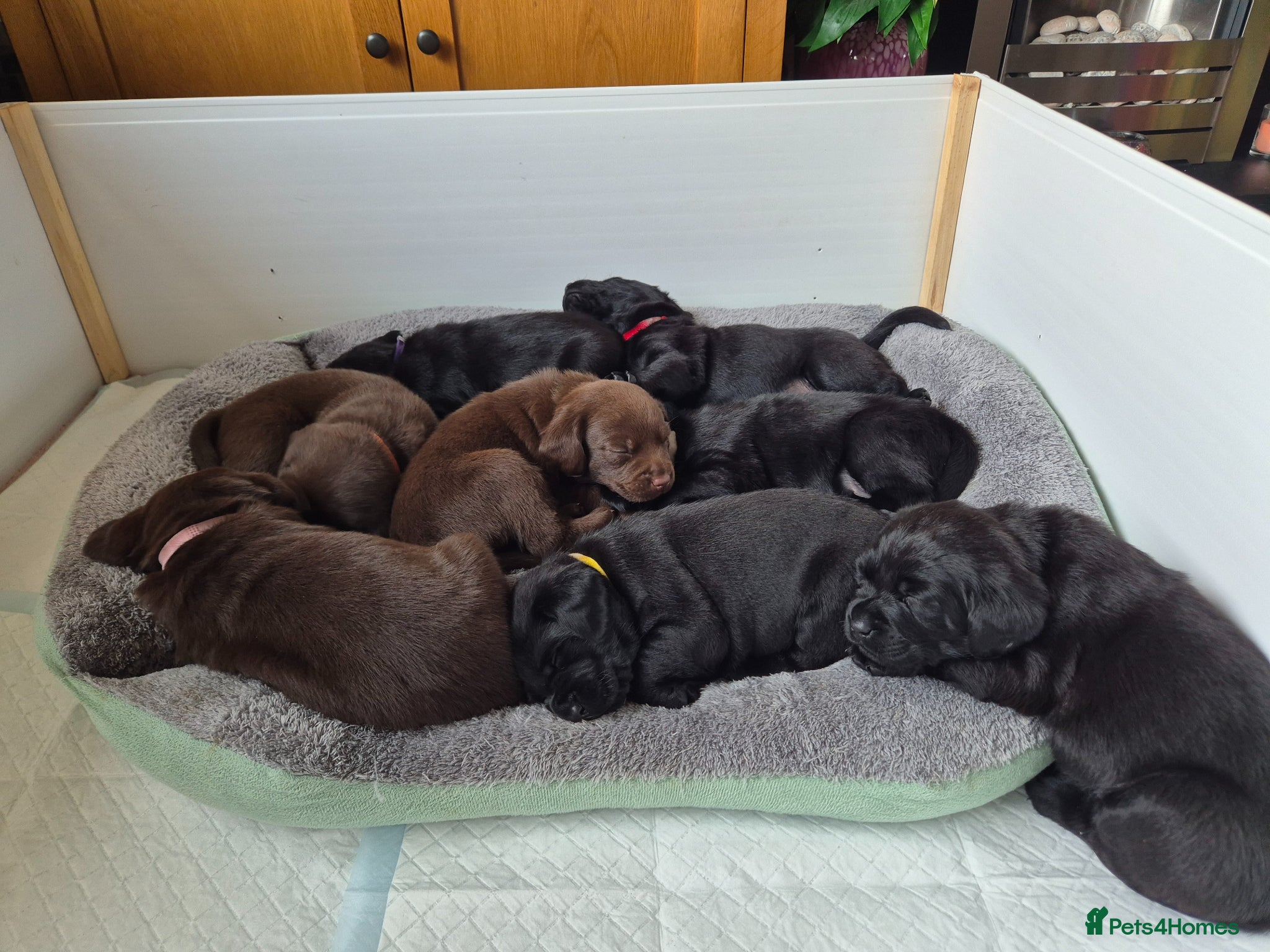 Labrador Retriever dogs Lovely KC Registered Labrador Puppies  - Advert 3