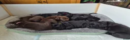 Labrador Retriever dogs for sale: KC Registered Labrador Puppies - Advert 5